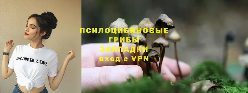 Галлюциногенные грибы Cubensis  где можно купить   блэк спрут как зайти  Вяземский 